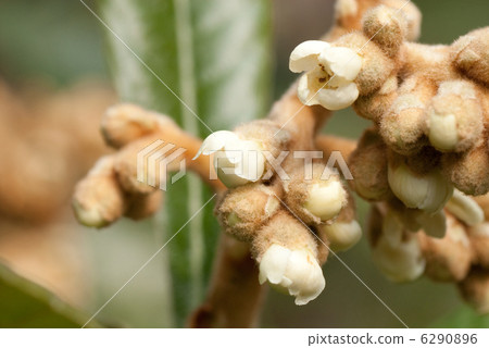 枇杷芽（芽） 6290896