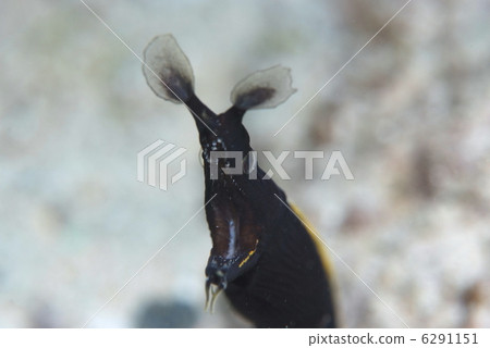 黑色與黑豆芽 黑色與黑豆芽 6291151