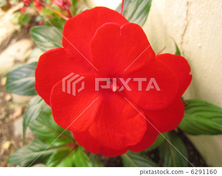 New Guinea · Impatiens flower 6291160