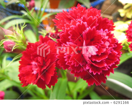 Two flowers of Nadesico flowers 6291166