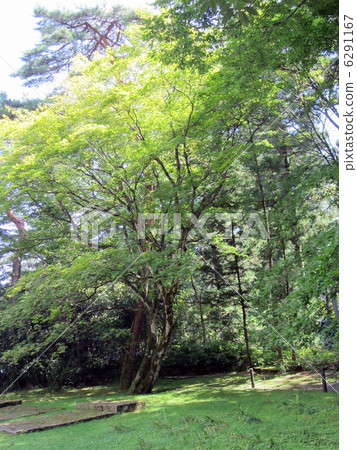 一棵樹 6291167