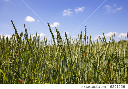 wheat field wheat field 6291236