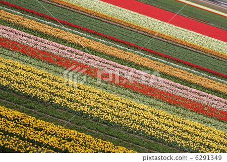 tulips tulips 6291349