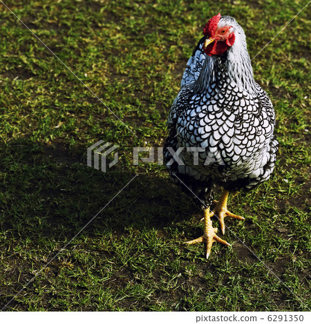 hen hen 6291350