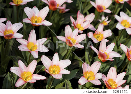 Tulips in garden Tulips in garden 6291351