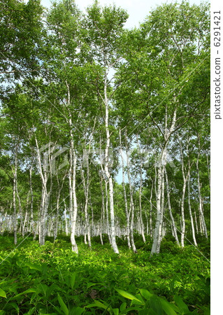 Birch forest Birch forest 6291421