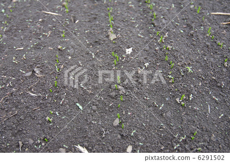 Sprouts of spatula 6291502