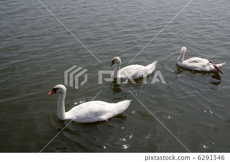 Family of swallow swans 6291546