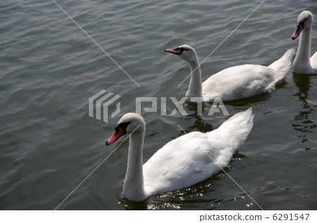 Family of swallow swans 6291547