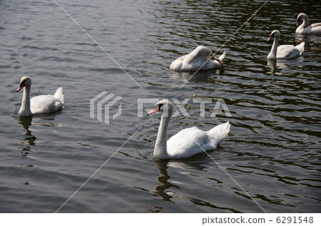 Family of swallow swans 6291548