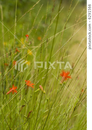 wildflowers 6291566