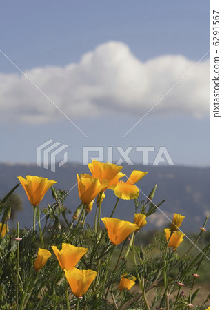 flowers 6291567