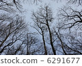 Winter forest 6291677