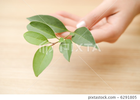 女人手中輕輕捧著鮮嫩的綠枝綠葉 女人手中輕輕捧著鮮嫩的綠枝綠葉 6291805