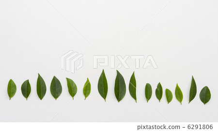 綠葉排列成行 綠葉排列成行 6291806