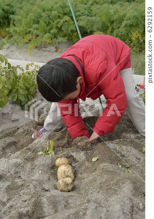 馬鈴薯的 6292159