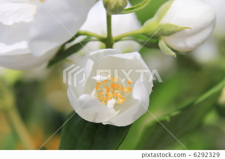 Philadelphus 6292329
