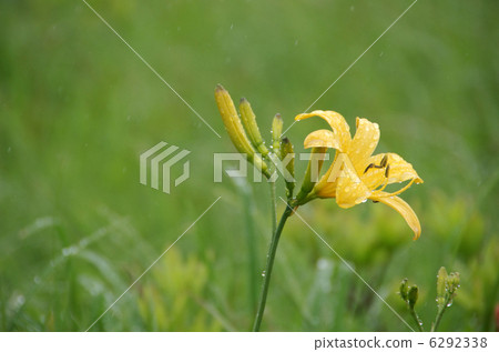 Okase's Nikko Kishge 6292338