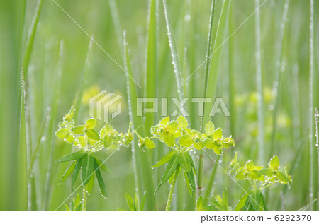 Ozenumatayagi Ozenumatayagi 6292370