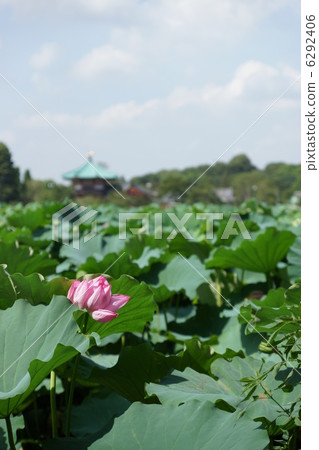 Shinobazu Bento和蓮花 6292406