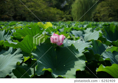 上野皇家公園蓮花 6292409