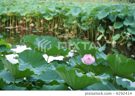 上野皇家公園蓮花 6292414