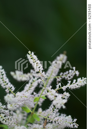 Fukubuchi Fukubuchi 6293488