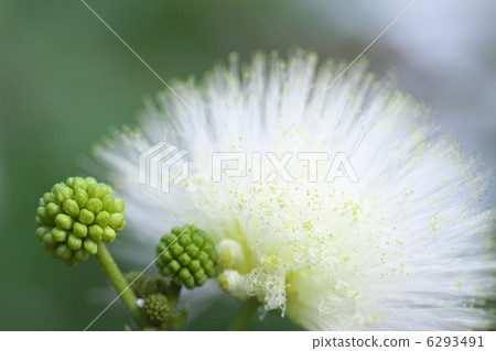 Kari Andora · Haematakekefara 6293491