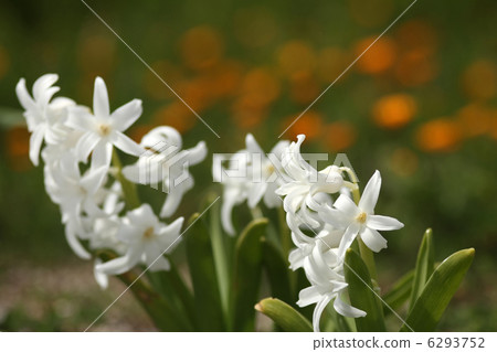 Hyacinth 6293752