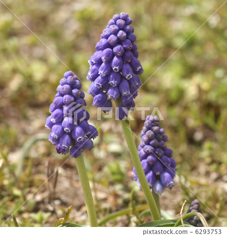 Muscari 6293753