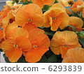Pansy 6293839