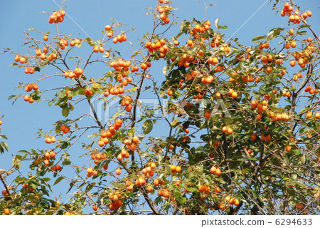 Blue Sky and Persimmon Tree (Kyoto City) 6294633