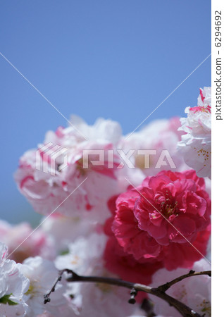 我的名字是Hanami Genpei Genji,Genkiishidare。這是一棵樹。 我的名字是Hanami Genpei Genji,Genkiishidare。這是一棵樹。 6294692