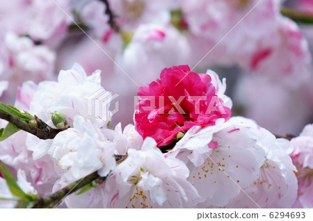 我的名字是Hanami Genpei Genji,Genkiishidare。這是一棵樹。 我的名字是Hanami Genpei Genji,Genkiishidare。這是一棵樹。 6294693