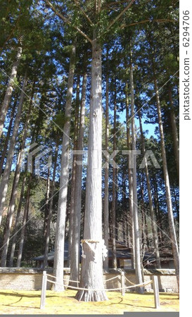 神聖的樹 6294706