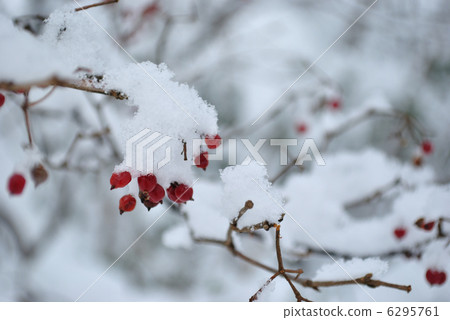 Red fruit of M. kobanogami Red fruit of M. kobanogami 6295761
