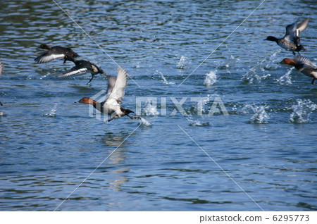 星羽毛白色和金黃黑白色偉大的遺棄 星羽毛白色和金黃黑白色偉大的遺棄 6295773