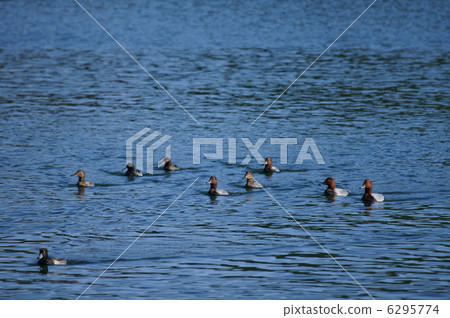 它看起來像一群星星和羽毛白色和金色的黑色白色年輕人。 它看起來像一群星星和羽毛白色和金色的黑色白色年輕人。 6295774