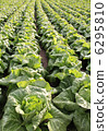 One side cabbage field 6295810