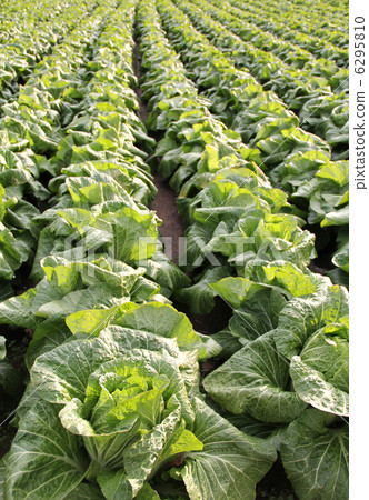 One side cabbage field One side cabbage field 6295810