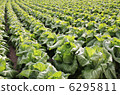 One side cabbage field 6295811