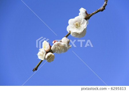 Early spring white plum Early spring white plum 6295813