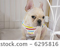 French Bulldog staring at here 6295816