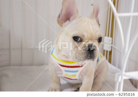 French Bulldog staring at here 6295816