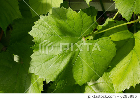 Vine leafes with sun shadow 4133 Vine leafes with sun shadow 4133 6295996