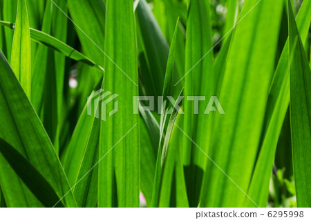 Green gladiolus leaf backcloth 4685 Green gladiolus leaf backcloth 4685 6295998