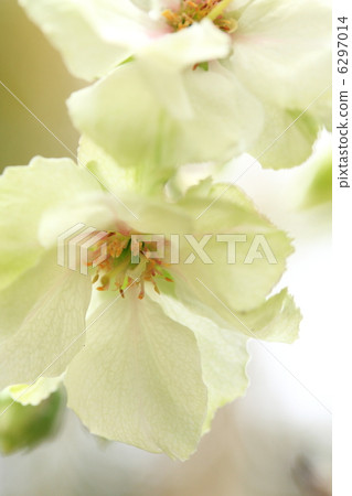 Green cherry tree "Miki Yellow" 6297014