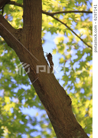 Brown cicada Brown cicada 6297141