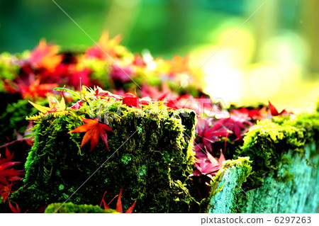 秋葉綠色青苔 6297263