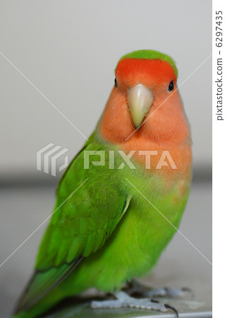 Kozaku Rinko 6297435